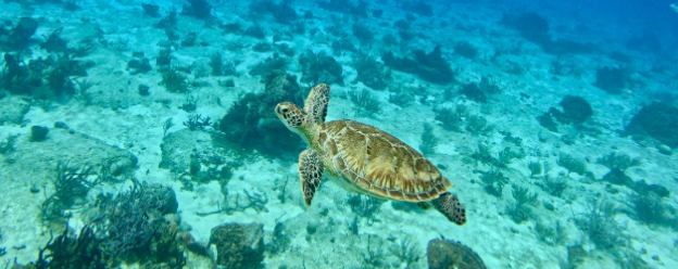 Snorkeling Tour 3