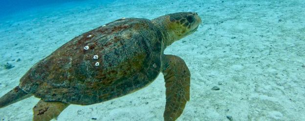 Snorkeling Tour 4