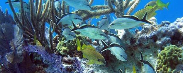 Snorkeling Tour 5